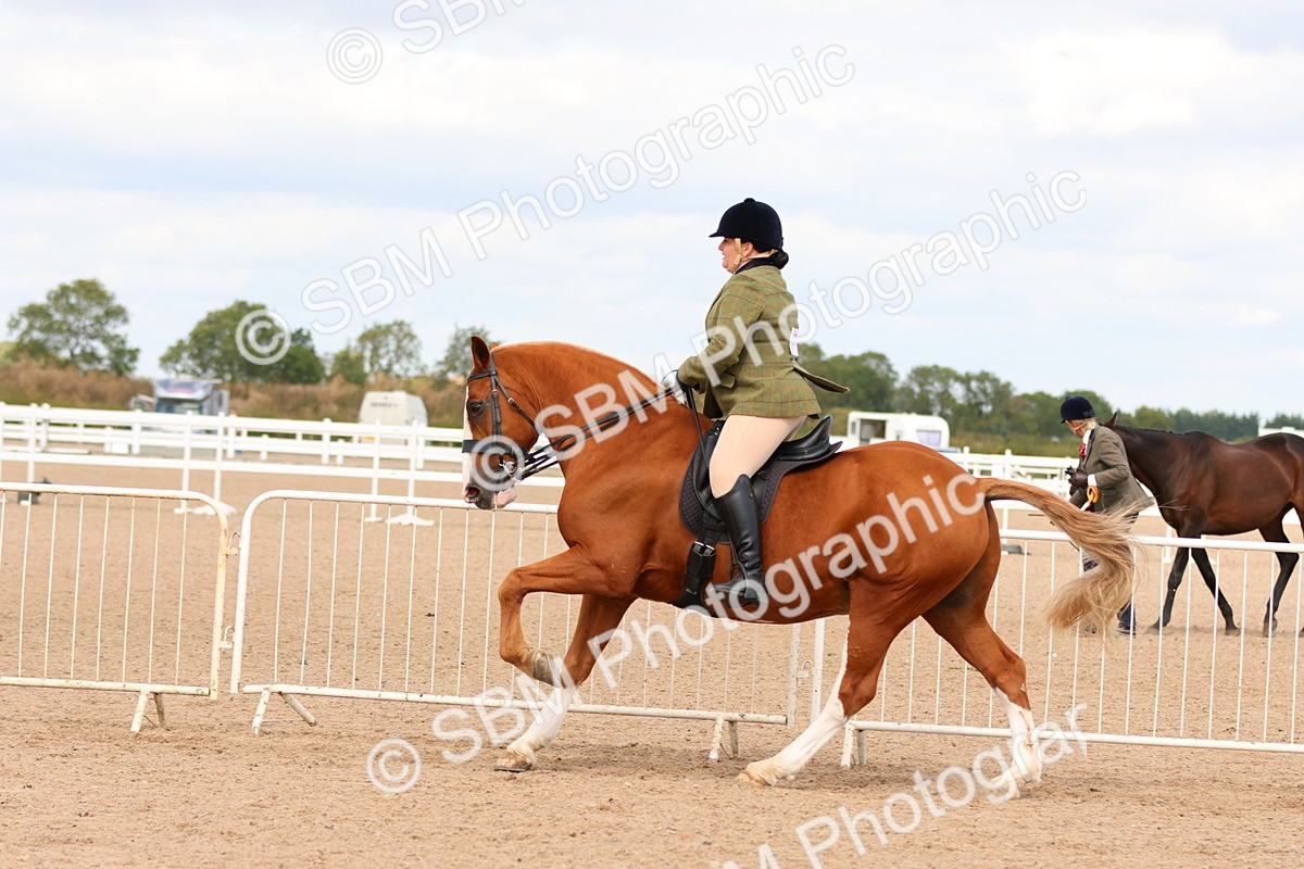 SBM_15504 - Class 214 - Ridden Show Cob
