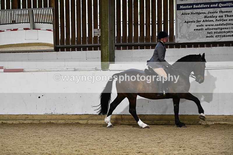 WJ5_8813 - Class 15 Ridden Show Horse