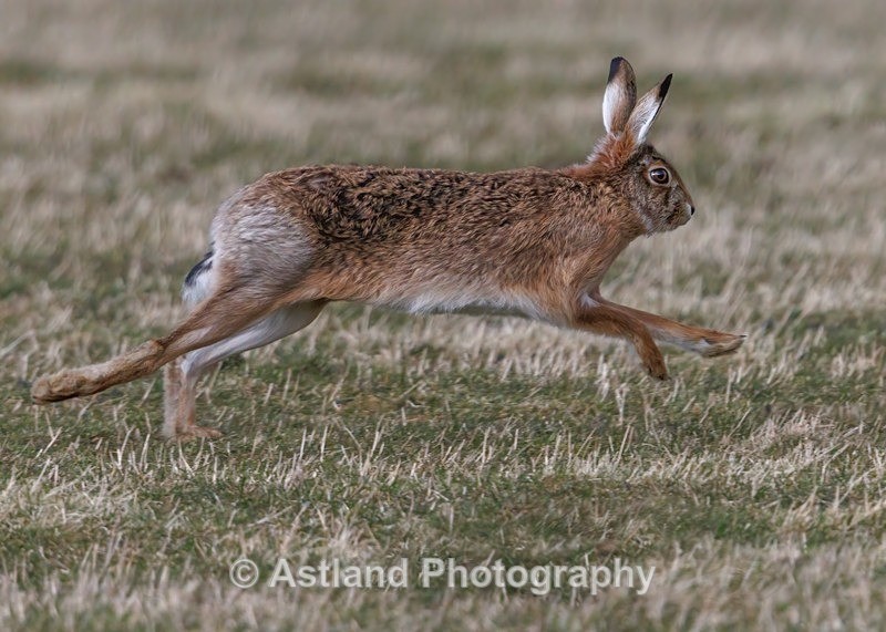 Brown Hare - Latest Images