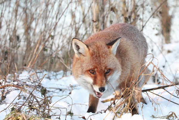 Red Fox in snow_ AGTO165 - Wildlife, Mammal Photography, Great Britain