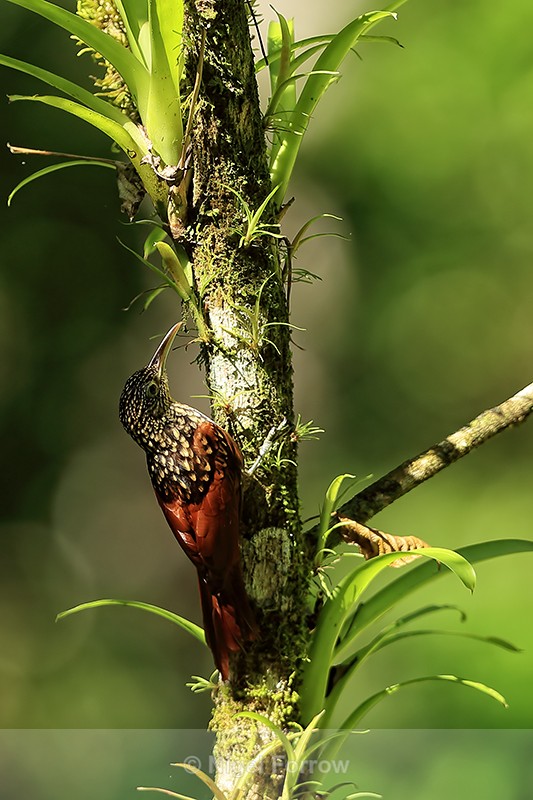Black-striped Woodcreeper on tree, Costa Rica - Black-striped Woodcreeper