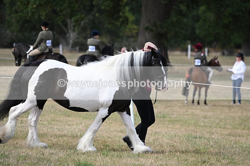 WJ6_6424 - Class 20 In-hand Cob