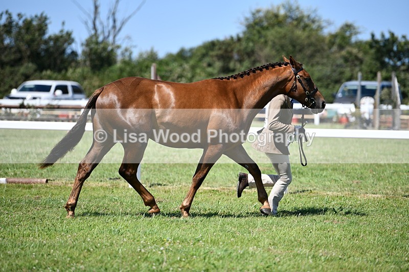 DSC_6877 - Class 57: Hunter/Riding Horse/Hack 1, 2 & 3 yr olds