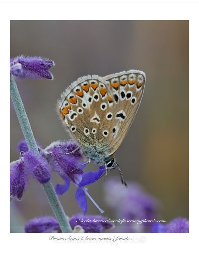 Brown Argus - Invertebrate's Macro