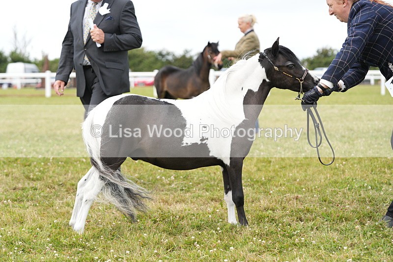 DSC06504 - Class 56: Miniature Horse 1, 2 & 3yr olds