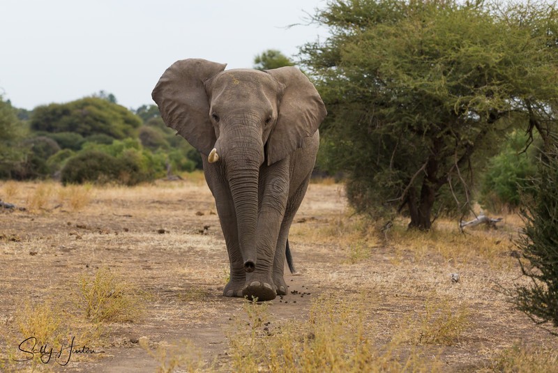 Lone Elephant