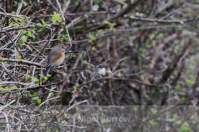 Red-flanked Bluetail (female) at Durlston - record shot - Red-flanked Bluetail
