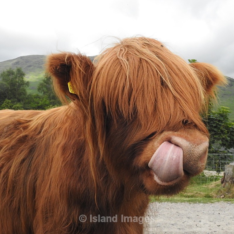 Cheeky Charlie Cow - Highland Cows