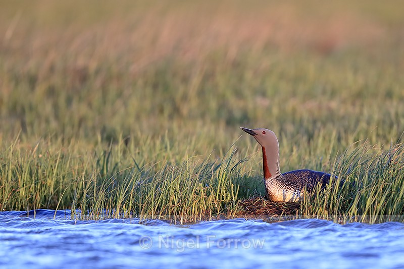 Red-throated Diver on nest, Floi, Iceland - Red-throated Diver