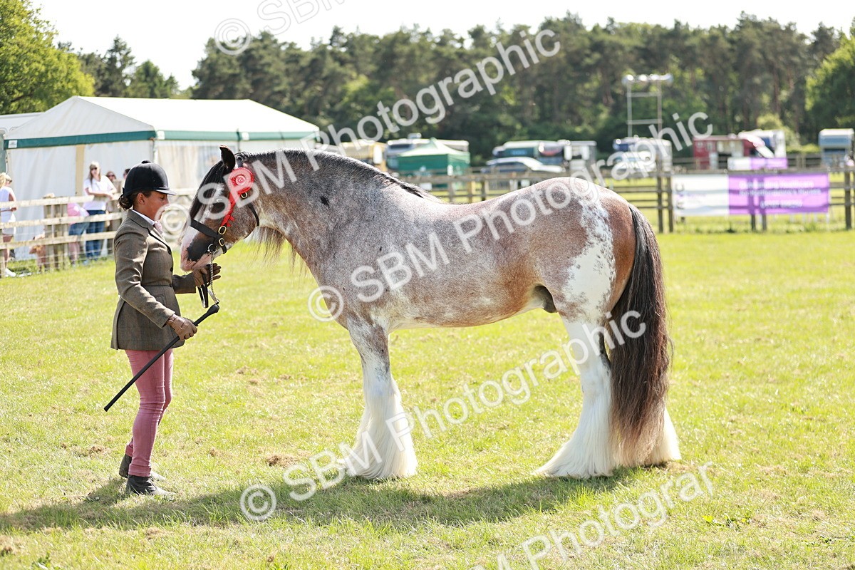 SBM_08880 - Class 63-65 - Traditional Gypsy Cobs In Hand & Ridden