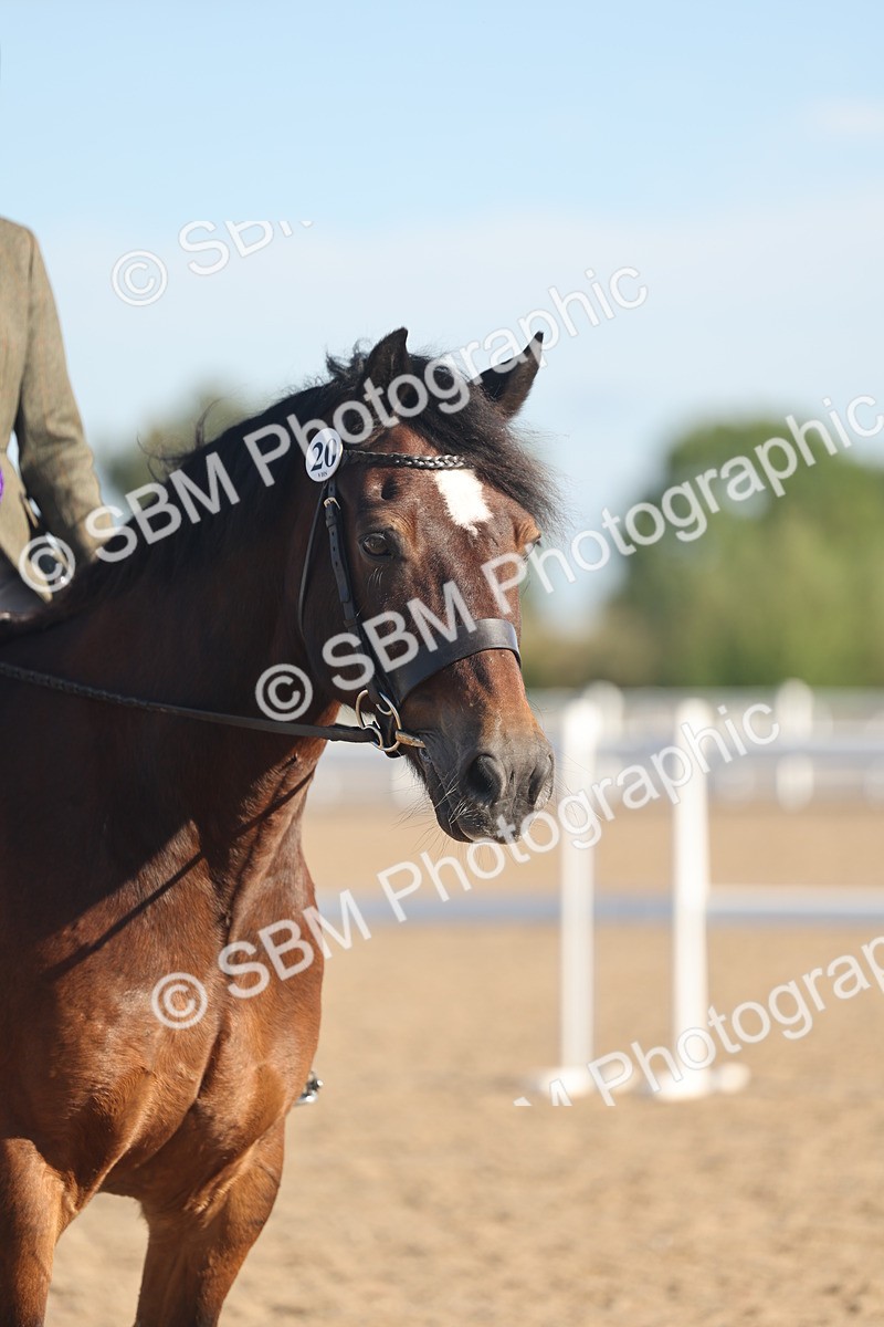 SBM_11141 - Class 302 - Ridden M&M Large Breeds