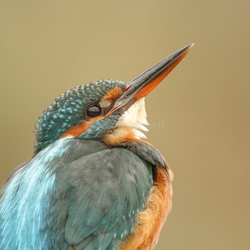 Kingfisher SD2545 - Greeting Cards
