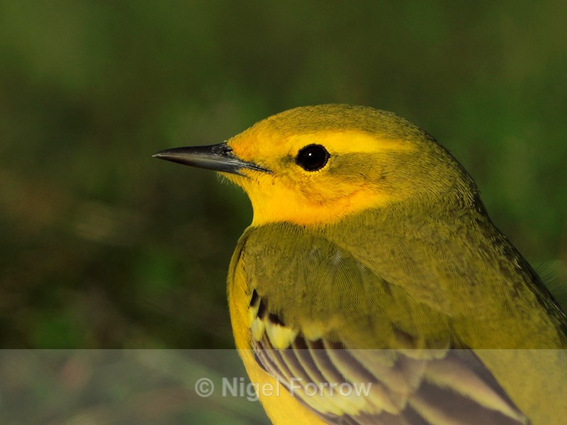 Yellow Wagtail (male) close-up at Farmoor - Yellow Wagtail