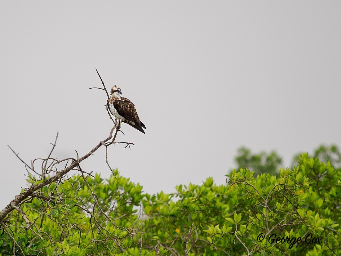 Osprey - Gambia 2025