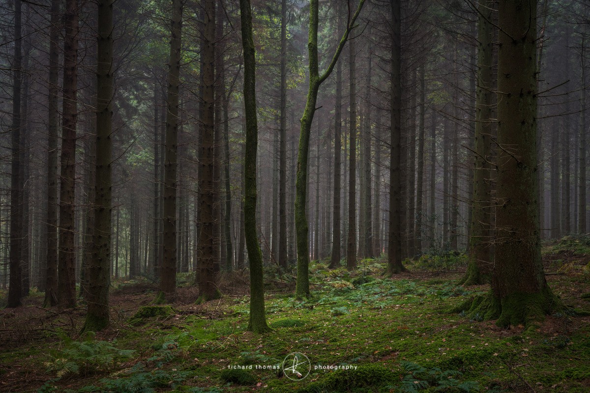 Emerald rug - Woodland