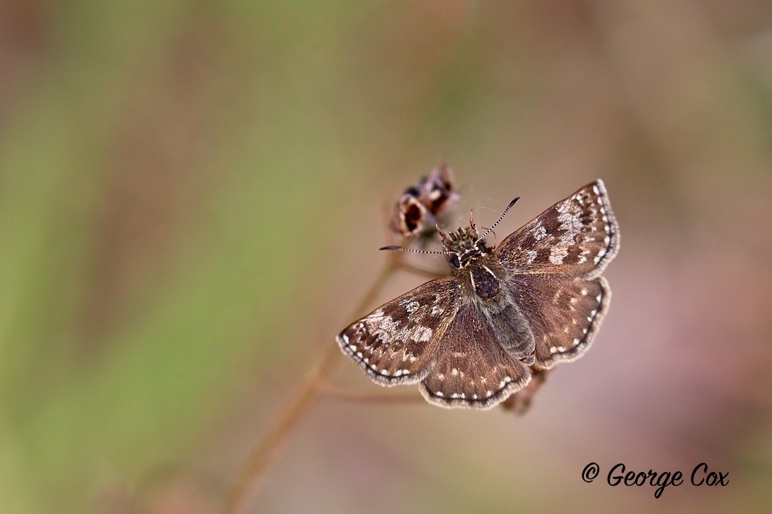 Dingy Skipper - British Butterflies