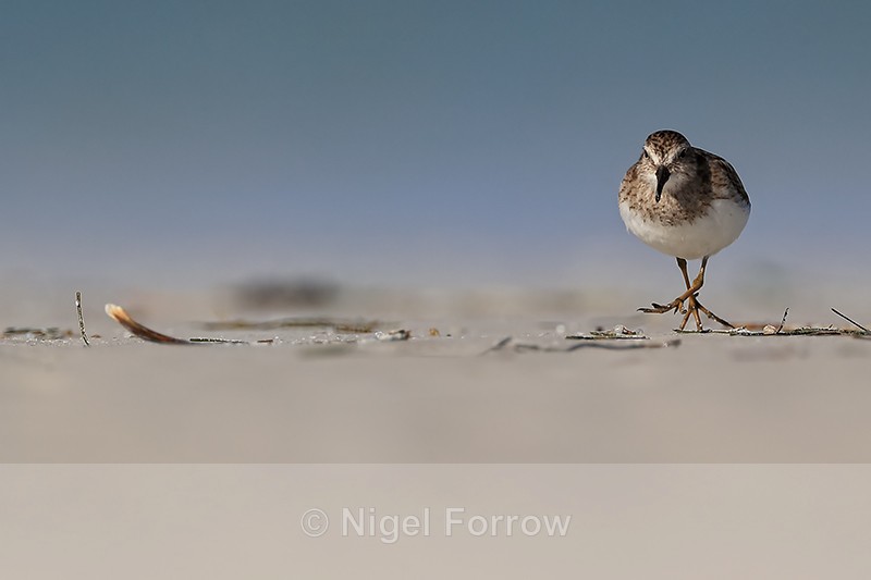 Least Sandpiper steps forward, Fort De Soto Park, Florida - Least Sandpiper
