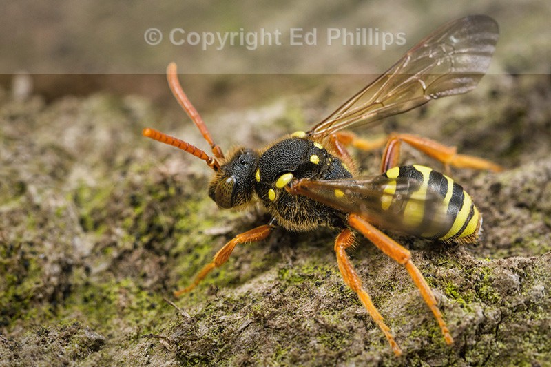 Nomada goodeniana (f)