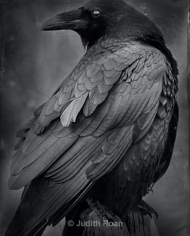 Dark Raven - Palladium Prints by Ron Reeder