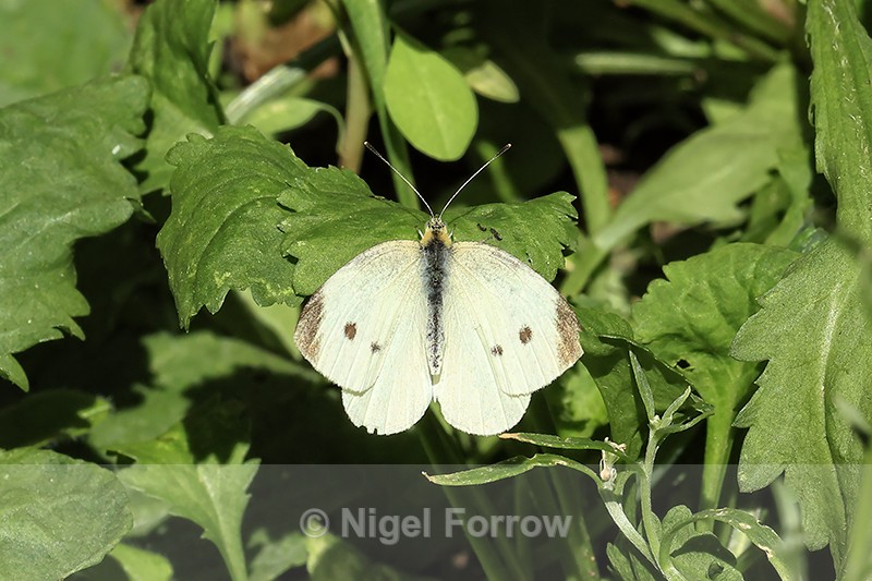 Small White (female) upper wings, Oxfordshire, UK - INSECTS