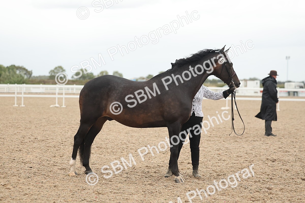 SBM_19355 - Class 317 - IH Pure Bred Horse-Pony
