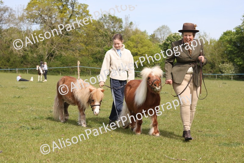 20260426-3140 - Class 26 - Shetland Ponies and Minitures