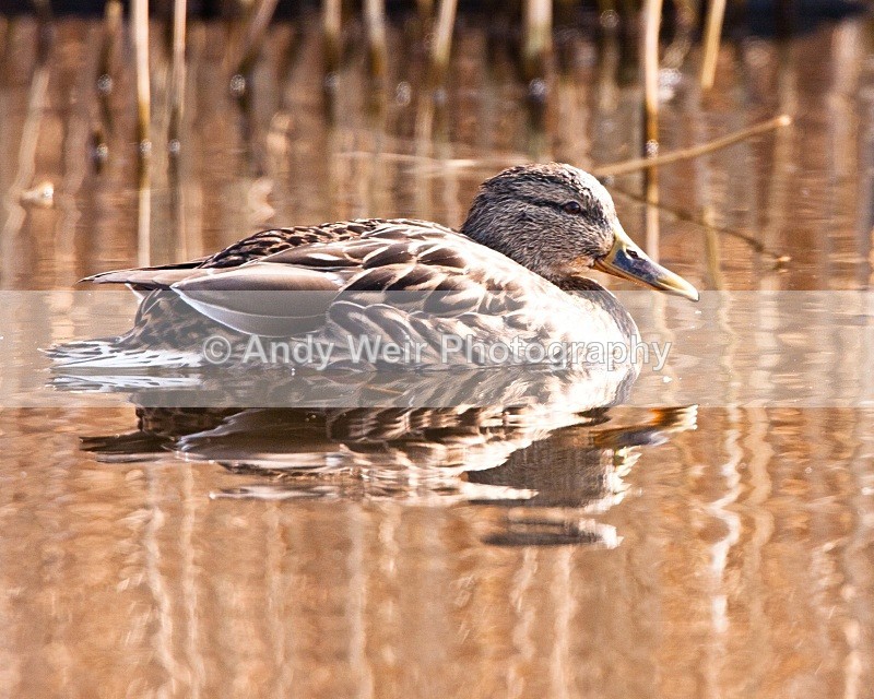 20110306-IMG_8196 - Mallard