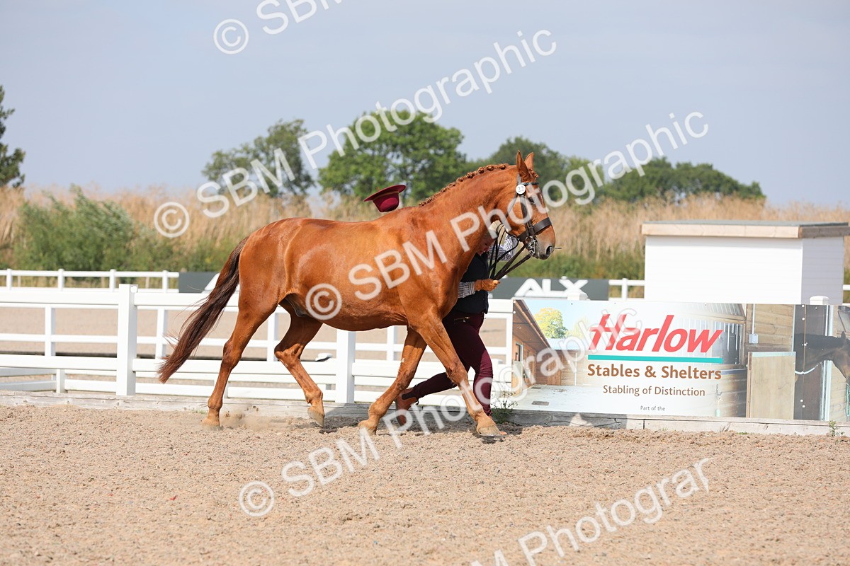 SBM_15678 - Class 312 IH Competition Horse/Pony