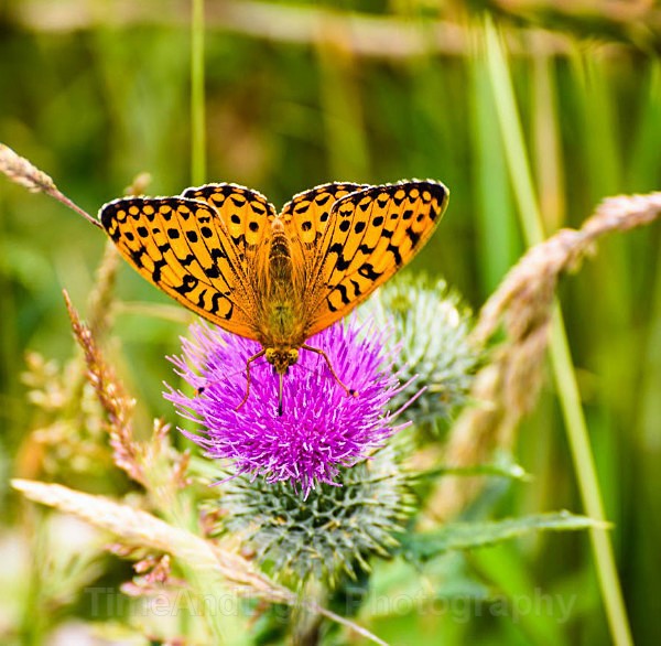 Green-veined-fritillary - Butterflies, Moths & Caterpillars