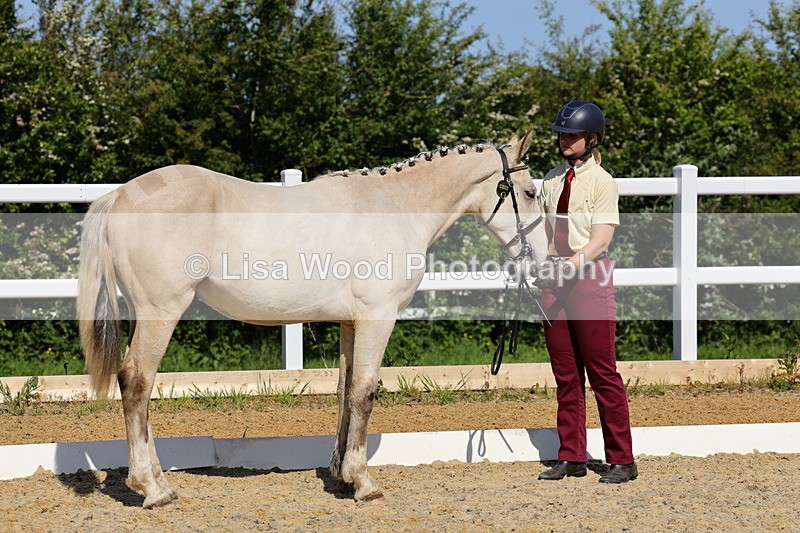 1X9A0802 - Class 4: Youngstock 1, 2, 3 year old to exceed 153cm