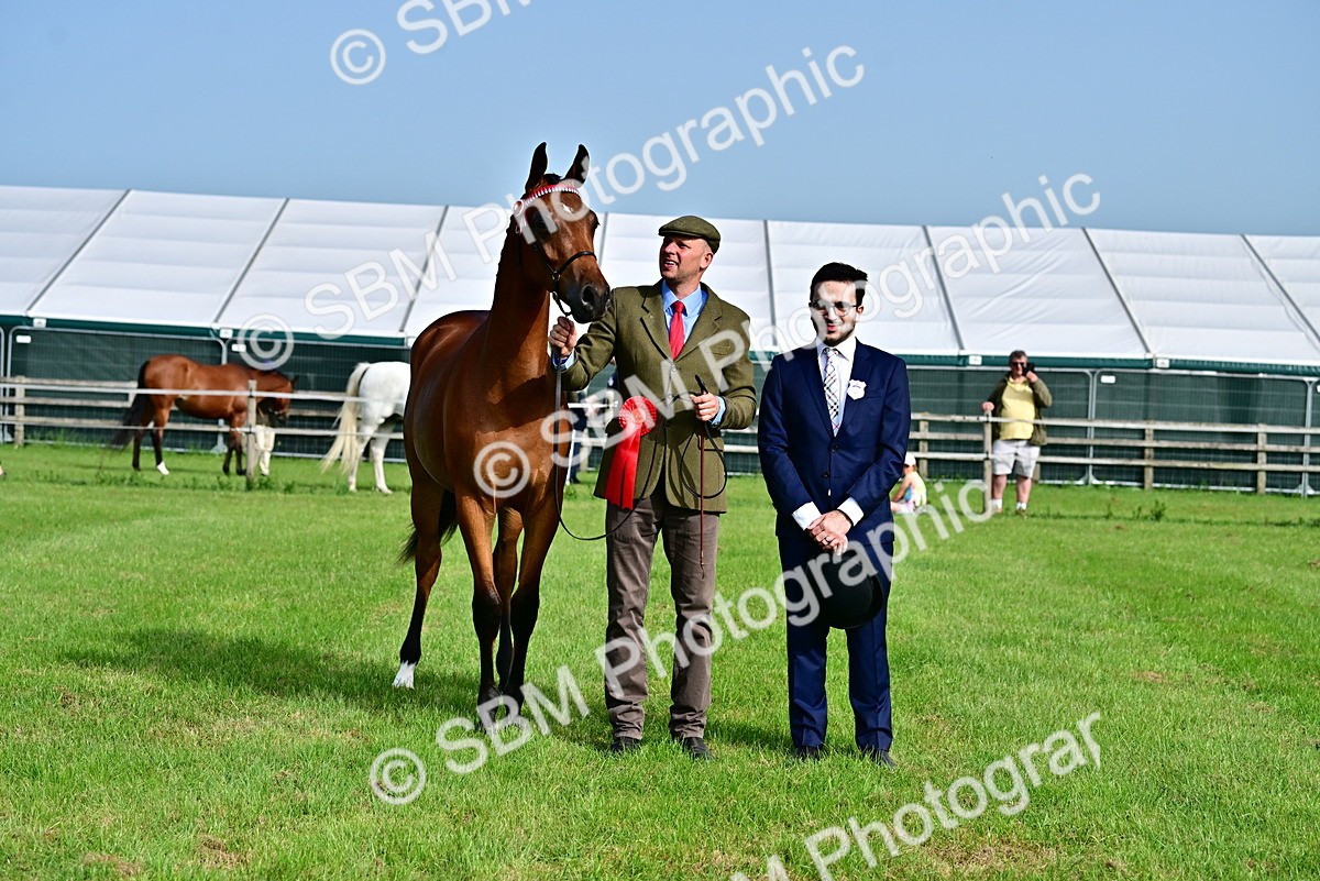 SBM_00115 - Class 46-49 - Arab and Part Bed-Anglo Arab In Hand