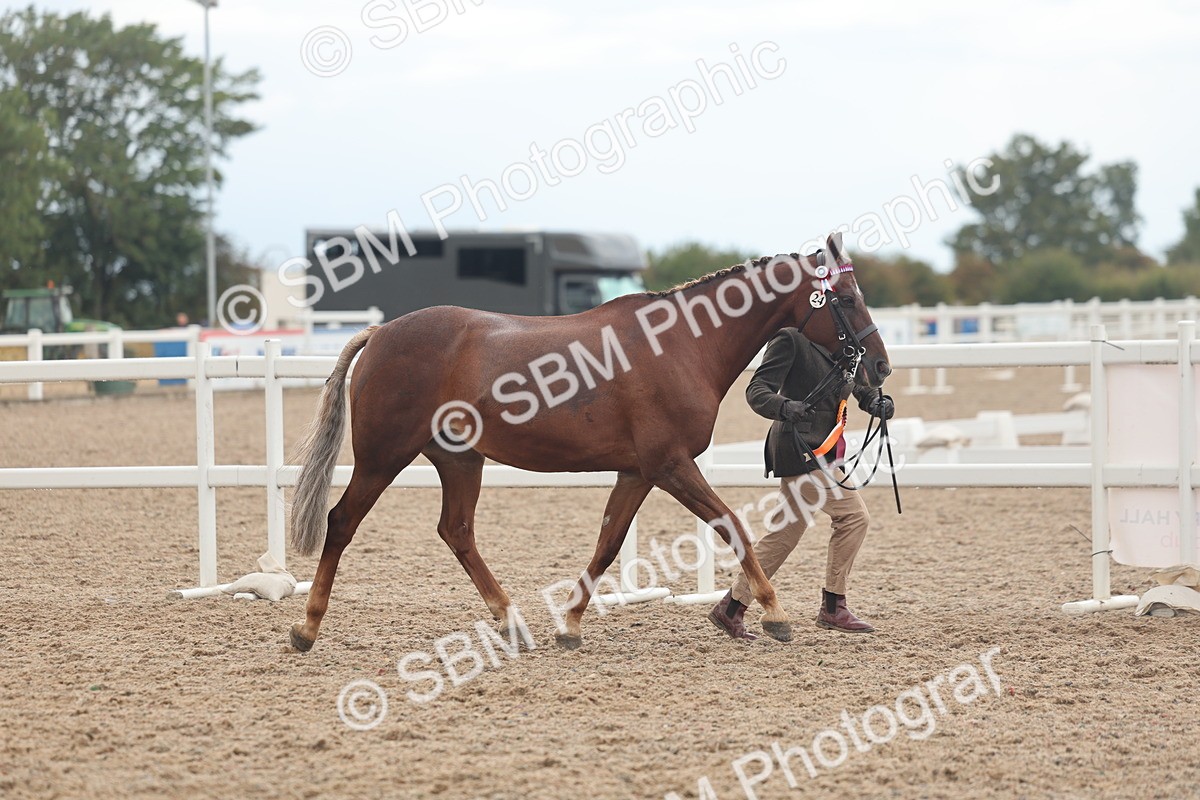 SBM_07852 - Class 27 - IH Competition Horse/Pony