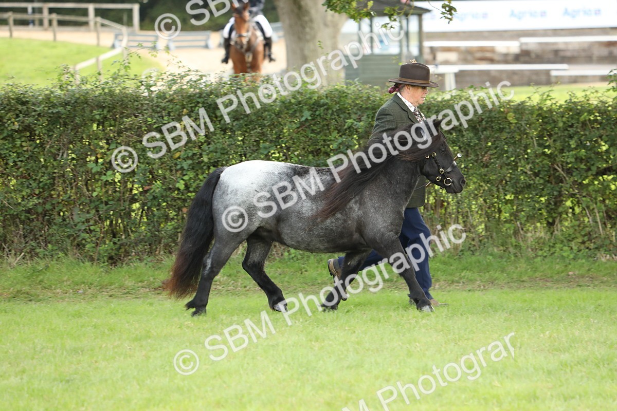 SBM_62738 - S46 - Mountain & Moorland In Hand Small Breeds