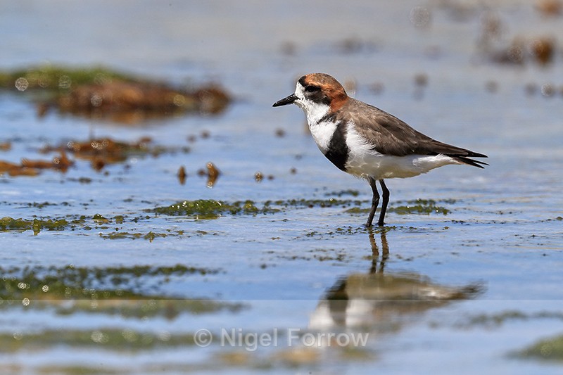 Reflection of Two-banded Plover at low tide, Carcass Island, Falklands - Two-banded Plover