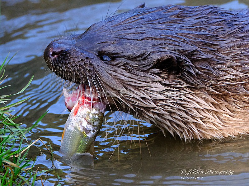  - Wildlife and Nature