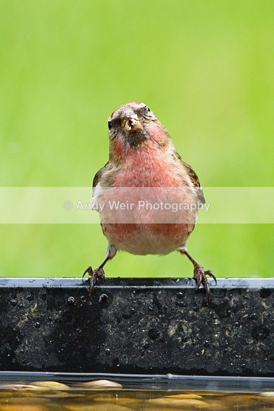 20120519-_MG_9831 - Buntings
