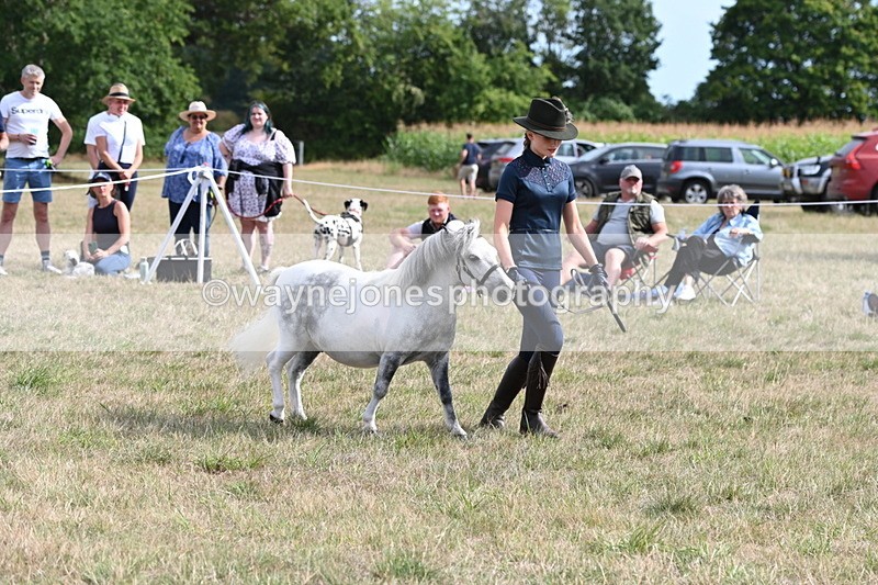 WJ6_7053 - Class 21 Shetland & Mini Horses