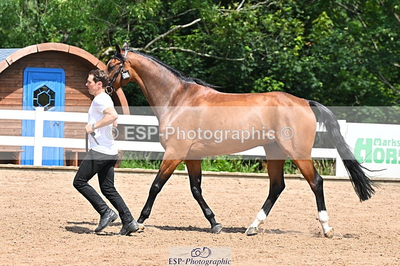 240718A-105259-01416 - Trot Up 12pm to 1pm