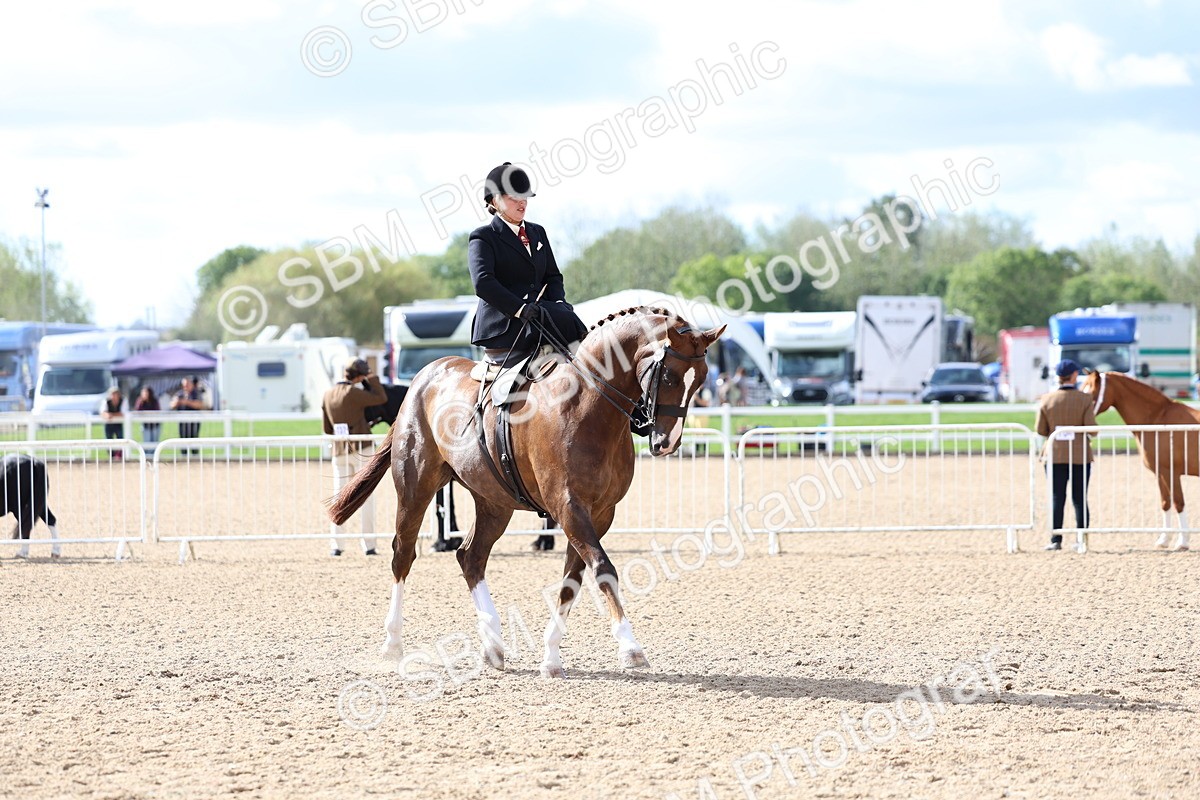 SBM_10800 - Class 305 - Ridden Foreign Breeds - Pure Bred