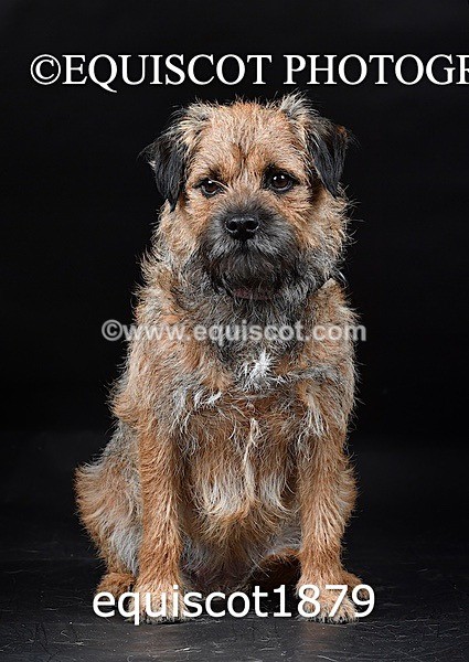 equiscot1879 - ODIE & TIA