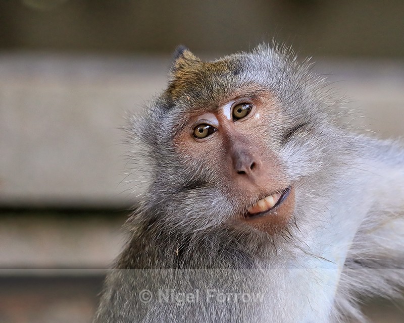 Long-tailed Macaque portrait, Ubud Sacred Monkey Forest, Bali - Monkey