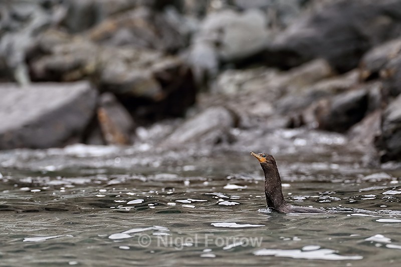 Neotropic Cormorant surfaces with full gullet, Chanaral Island, Chile - Neotropic Cormorant