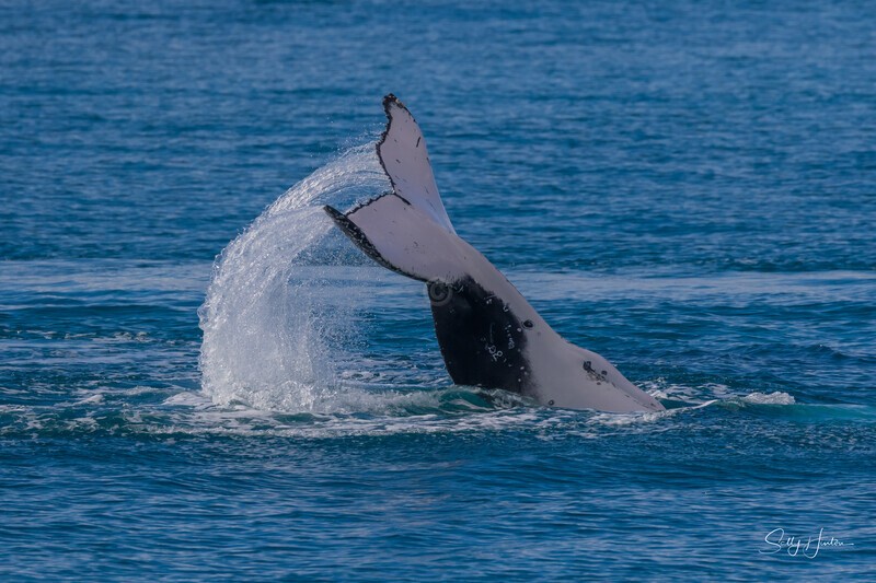 HB Tail Slap 1. 0A3A7529 - 2025 Hervey Bay Whales