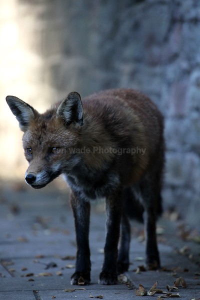  - Urban Foxes, Bristol, Great Britain
