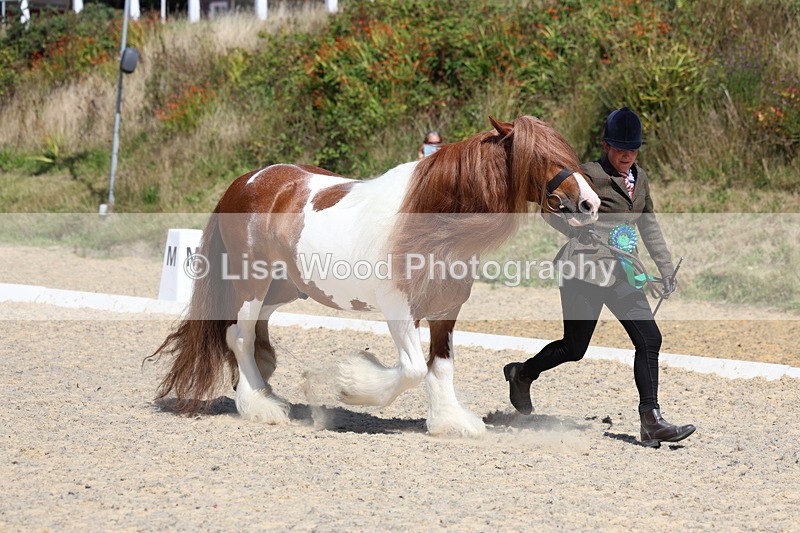 3E7A9882 - In Hand Championship