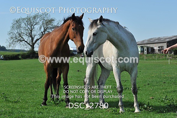 DSC_2780 - ARCHIVE REQUEST - Quincy and Guinness