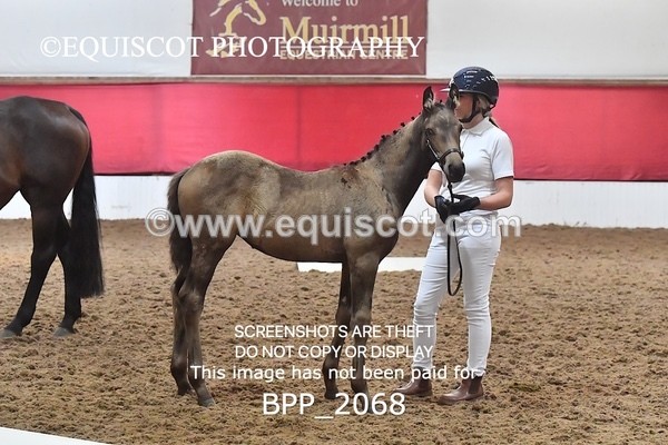 BPP_2068 - AFTERNOON 12.30 - 3.30PM