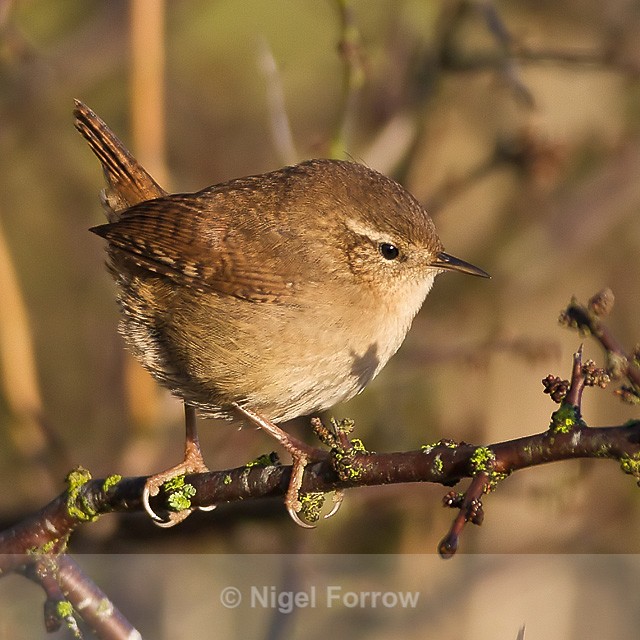 Wren perched on a branch at Otmoor - Wren