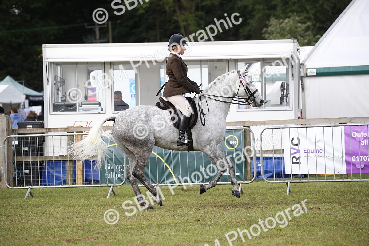 SBM_11505 - Class 95-96 - LIHS BSHA Rising Star Hack Riding Horse