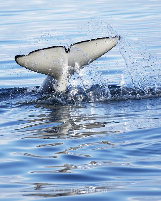  - Orca